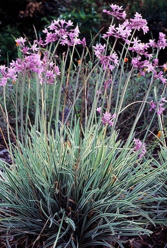 Tulbghia violacea ‘variegata’