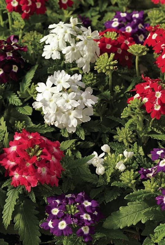 Verbena mix