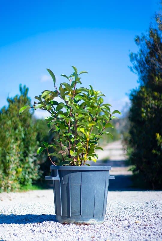 Viburnum lucidum