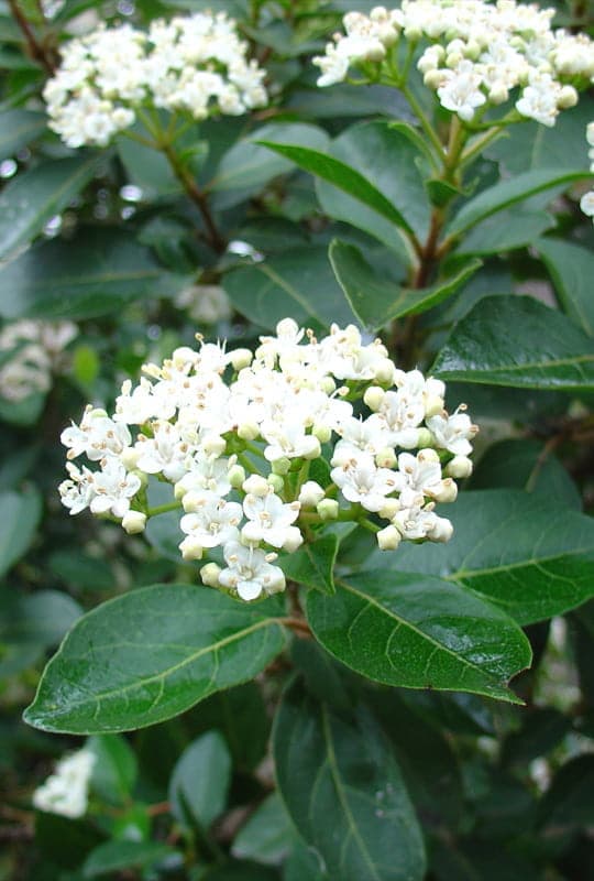 Viburnum Tinus