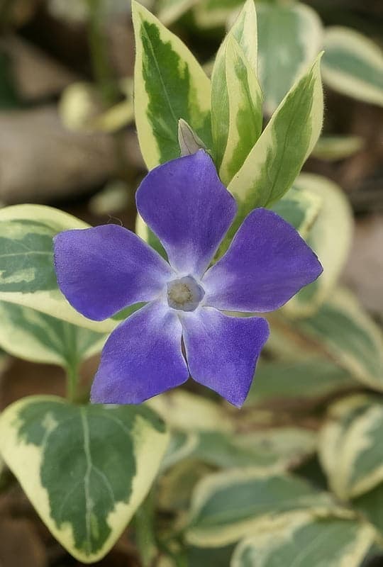 Vinca major ‘Variegata’