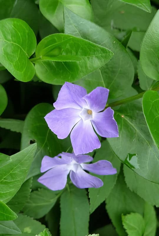Vinca major