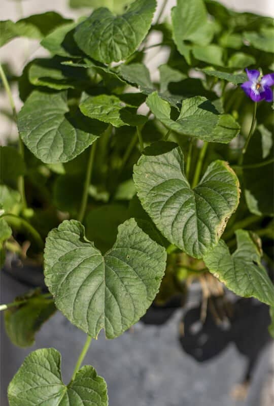 Viola odorata