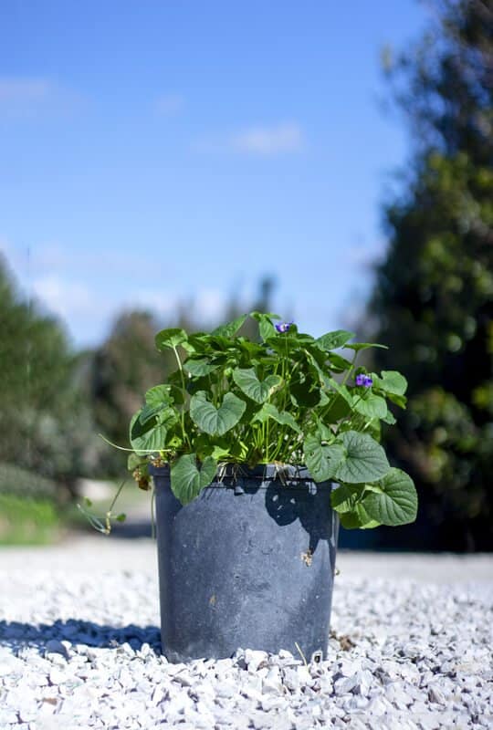 Viola odorata