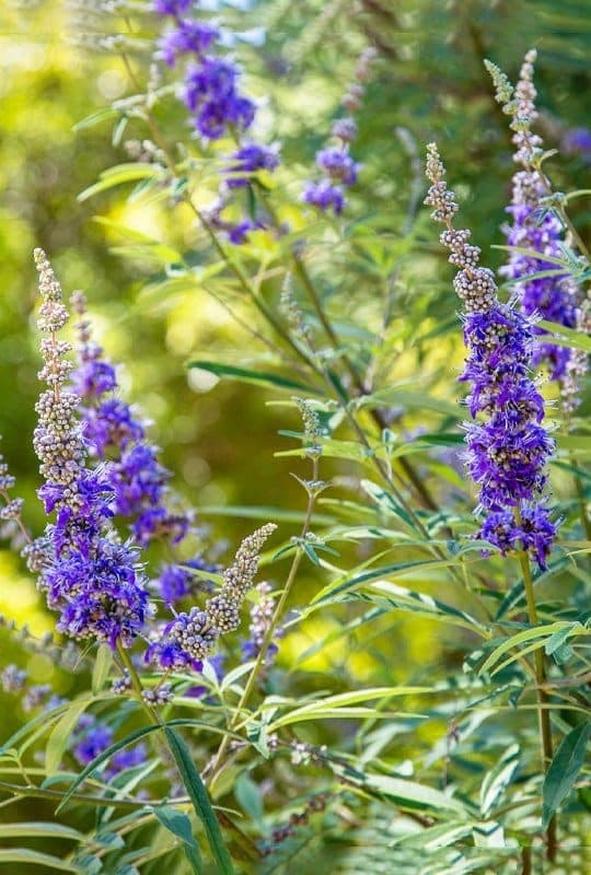 Vitex agnus-castus