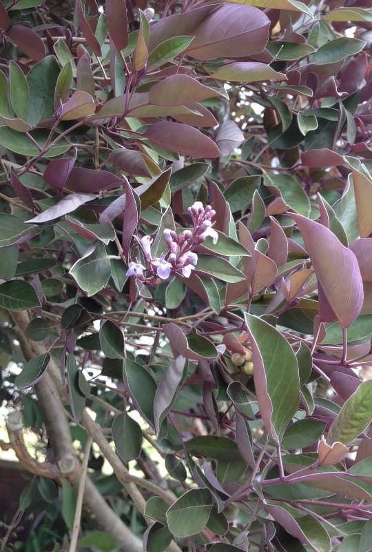 Vitex Purpurea
