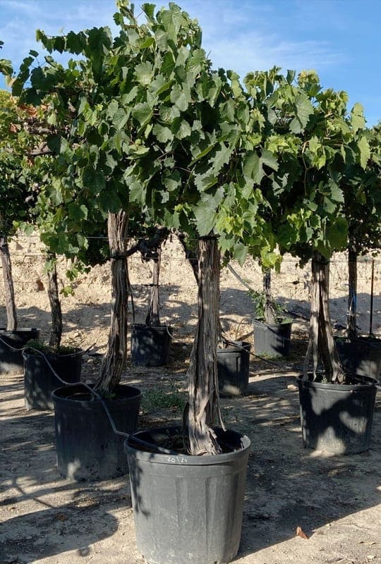 Vitis Vinifera