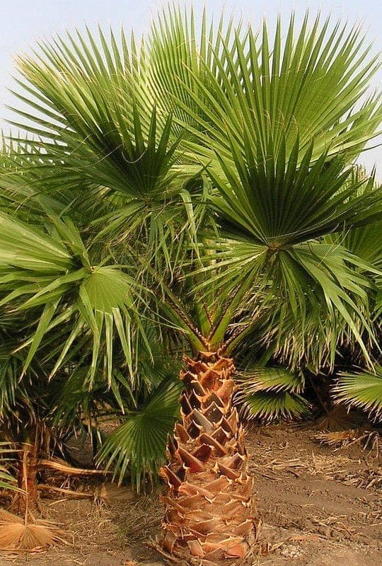 Wachingtonia robusta