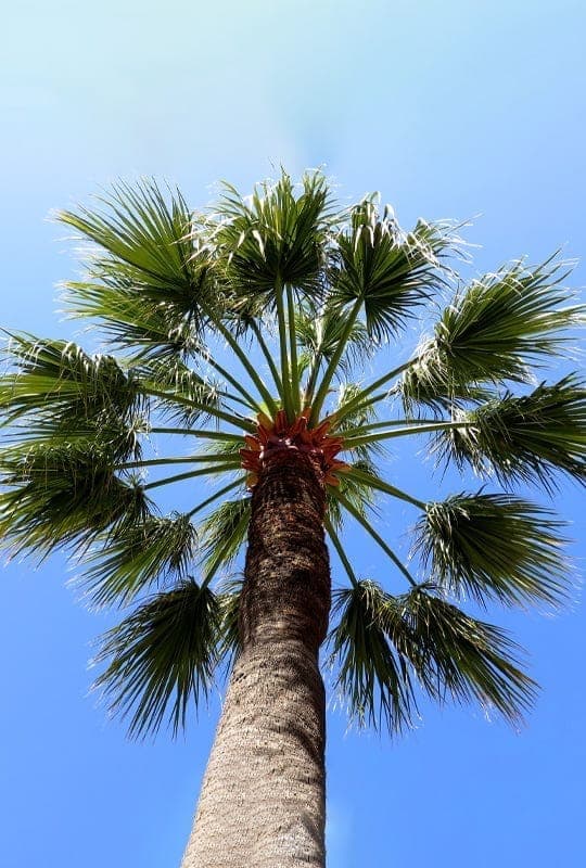 Washingtonia filifera