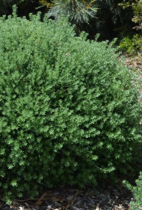 Westringia fruticosa
