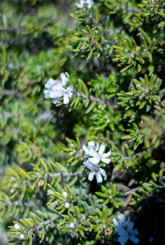 Westringia fruticosa