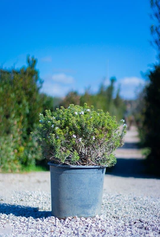 Westringia fruticosa