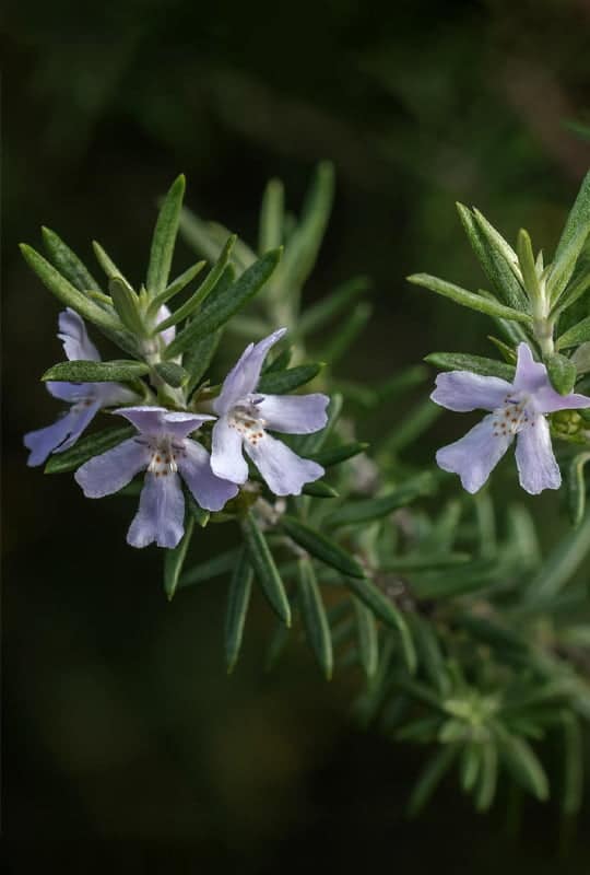 Westringia fruticosa