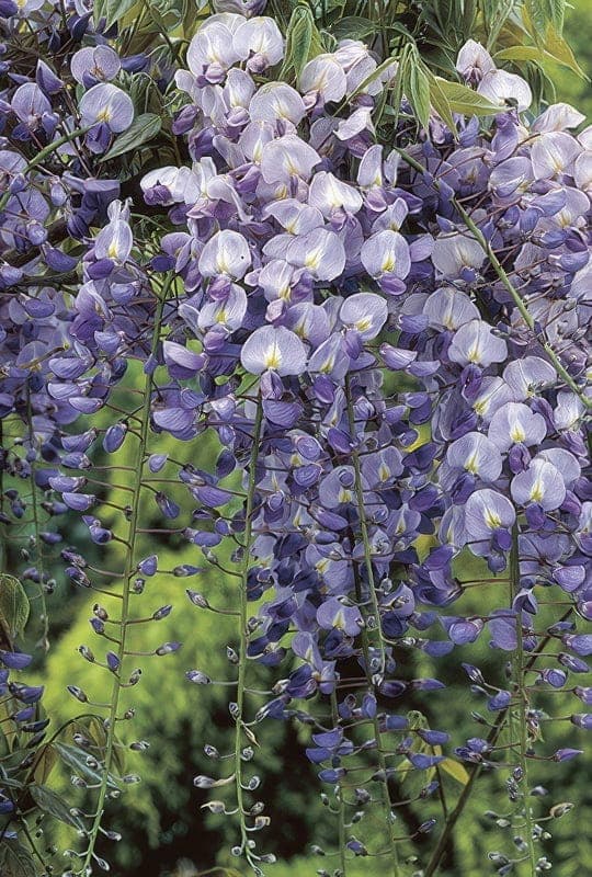 Wisteria floribunda