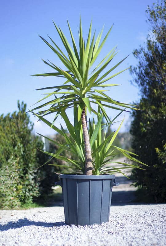 Yucca elephantipes