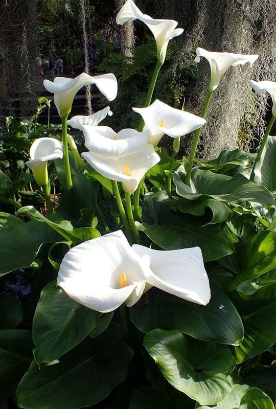 Zantedeschia aethiopica