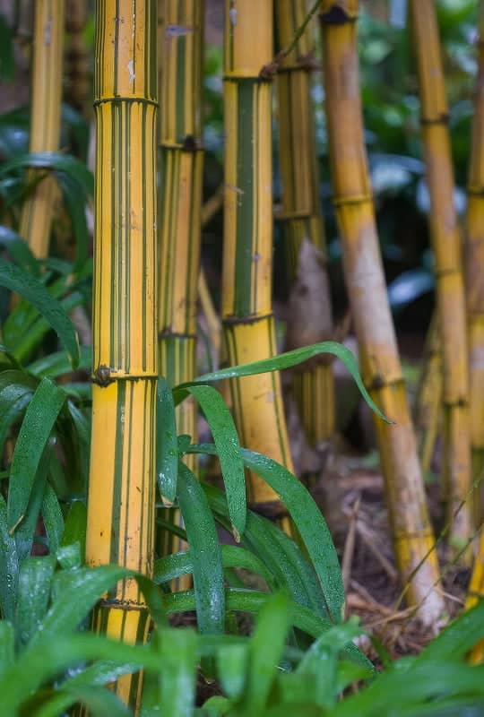 Bambusa Vulgaris ‘Vittata’
