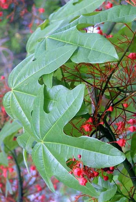 Brachychiton Acerifolius