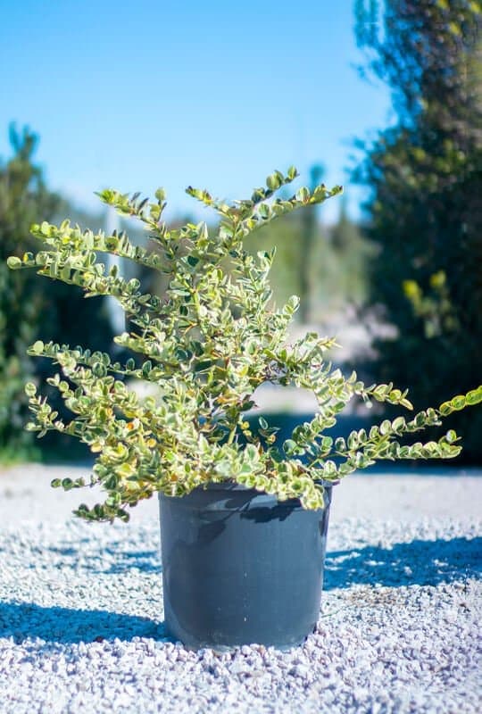 Carissa Macrocarpa ‘variegata’