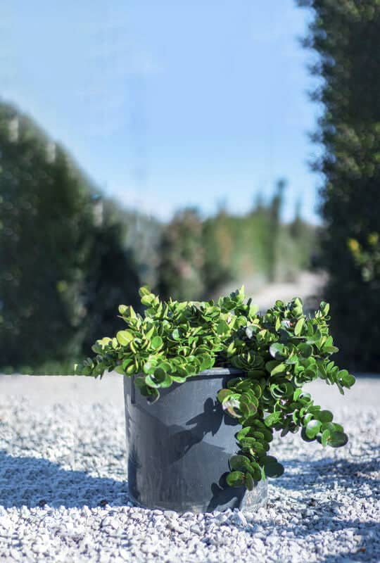 Carissa macrocarpa