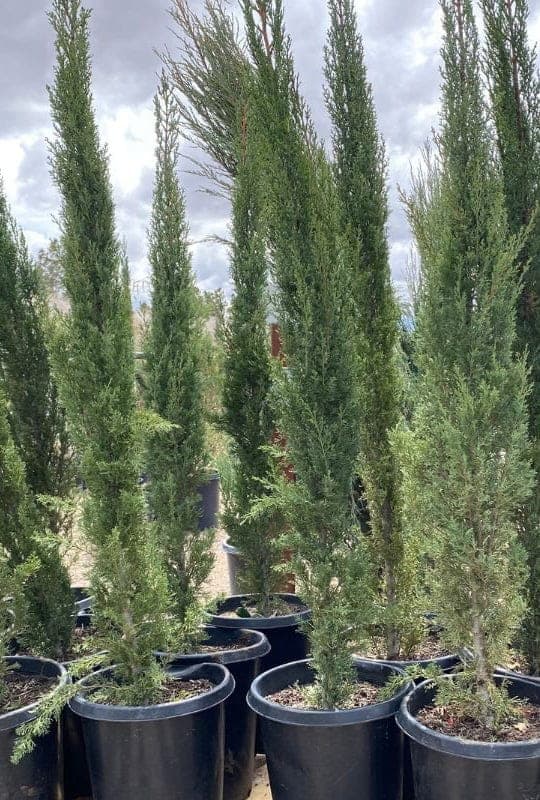 Cupressus Sempervirens ‘Pyramidalis’