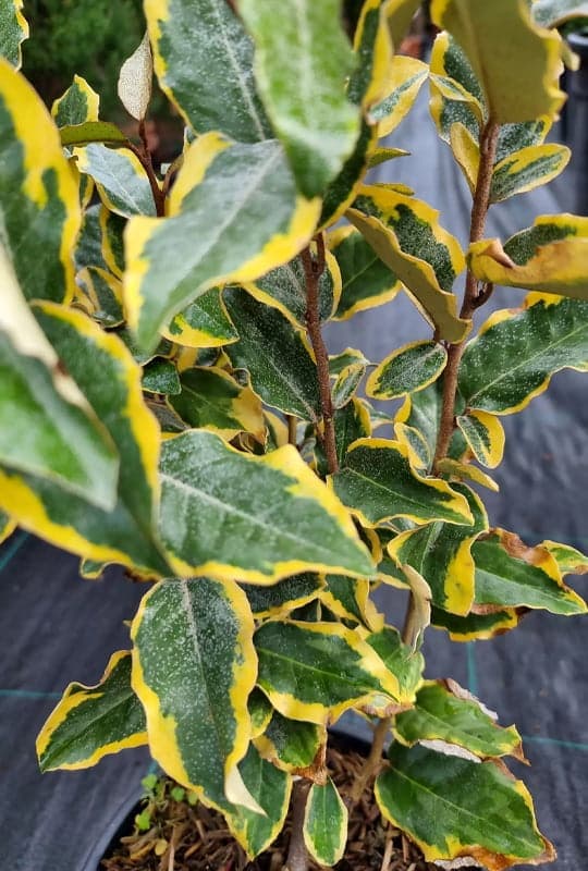 Elaeagnus Ebbingei Aurea