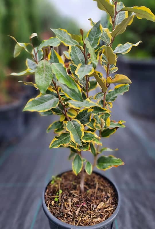 Elaeagnus Ebbingei Aurea