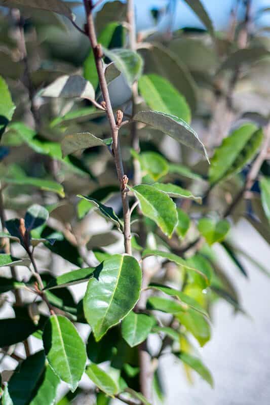 Elaeagnus Ebbingei ‘compacta’