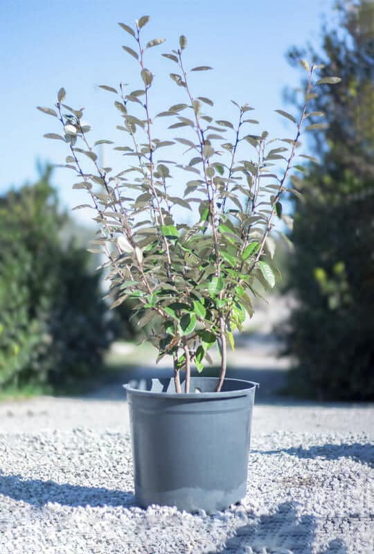 Elaeagnus Ebbingei ‘compacta’