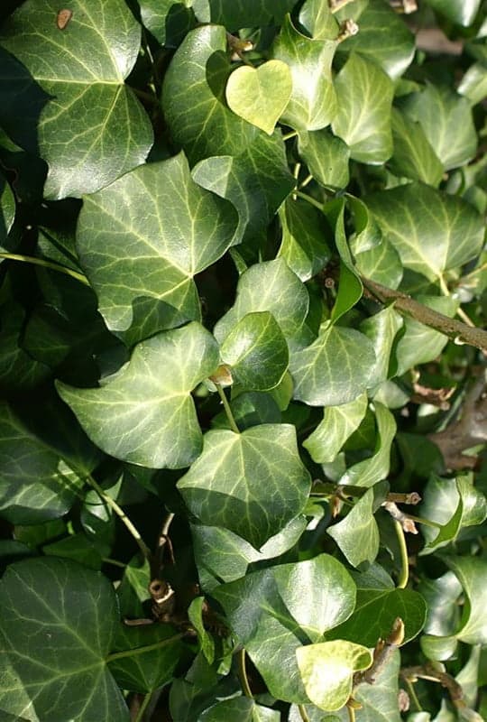 hedera helix