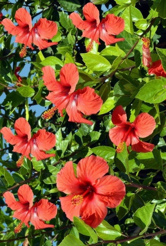 Hibiscus Rosa Sinensis