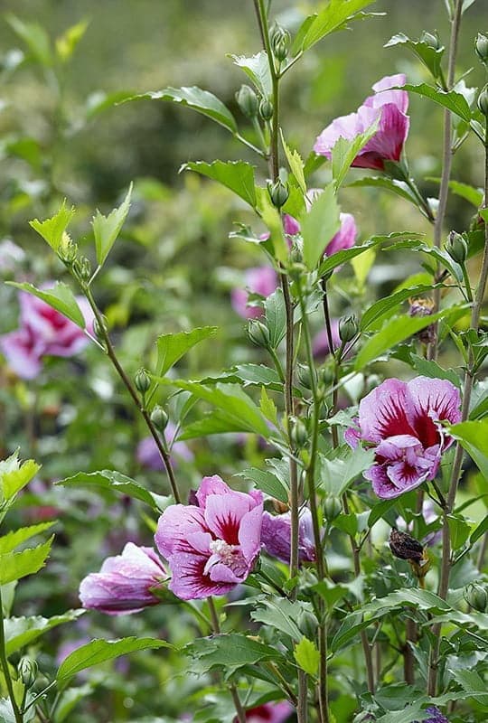 hibiscus syriacus