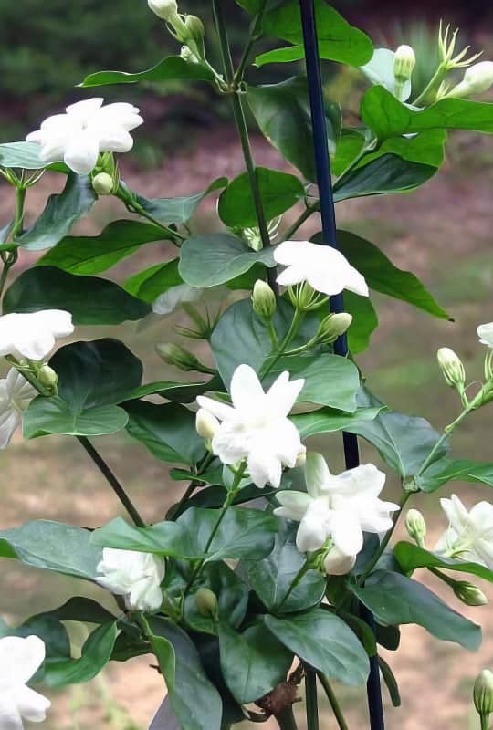 Jasminum sambac