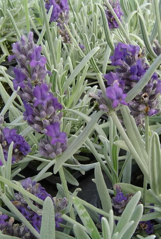 Lavandula Augustifolia