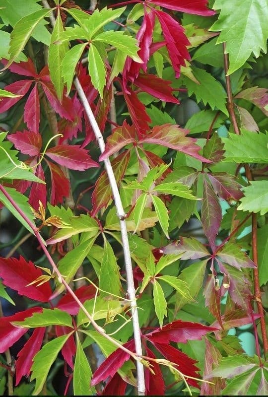 Parthenocissus quinquefolia