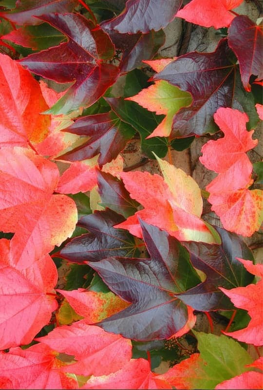 Parthenocissus tricuspidata
