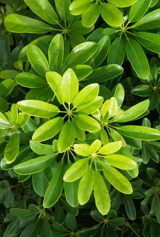 schefflera arboricola