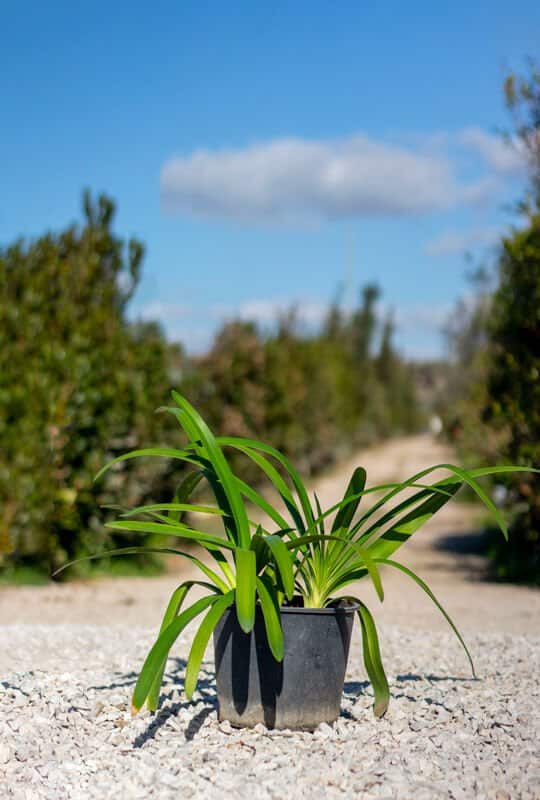Plantes fleuries et aromatiques