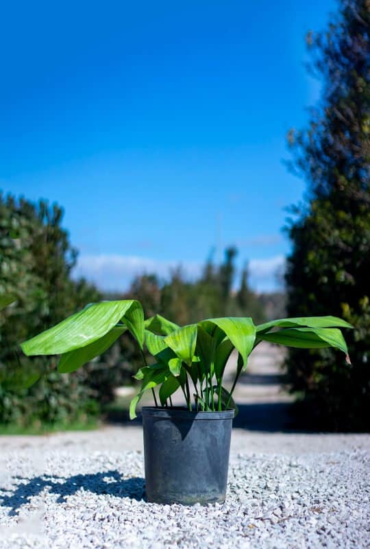 Plantes d'intérieur