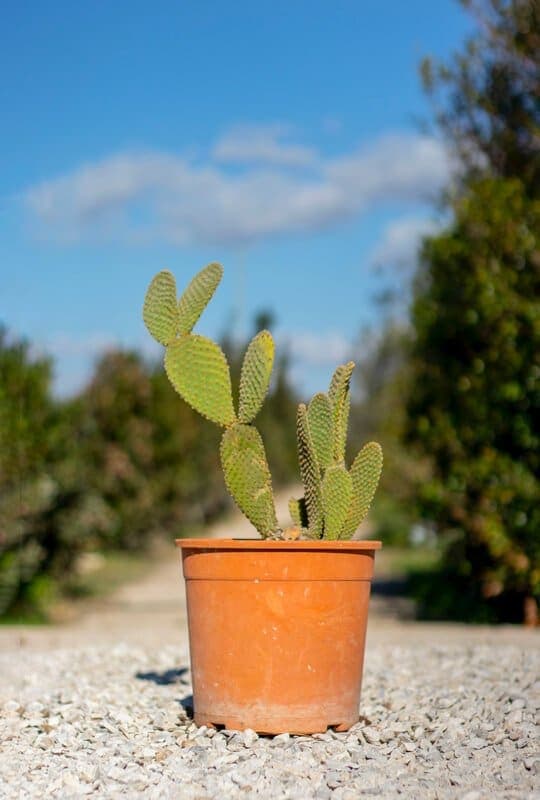 Plantes grasses et succulentes