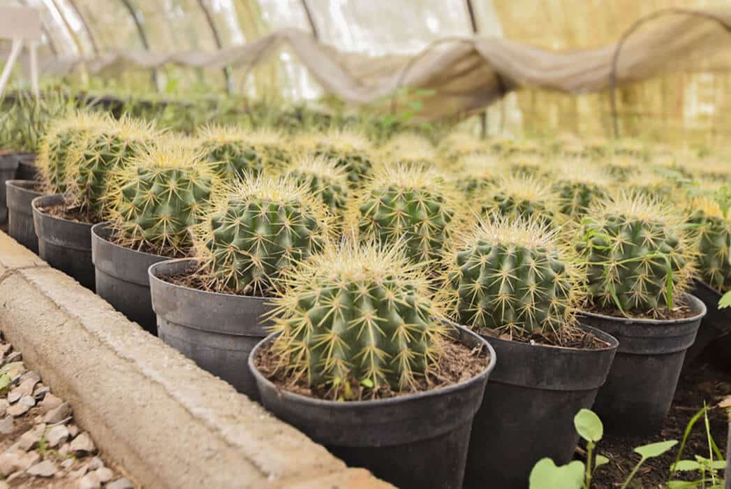 Pépinière Tunisie spécialisée en plantes méditerranéennes