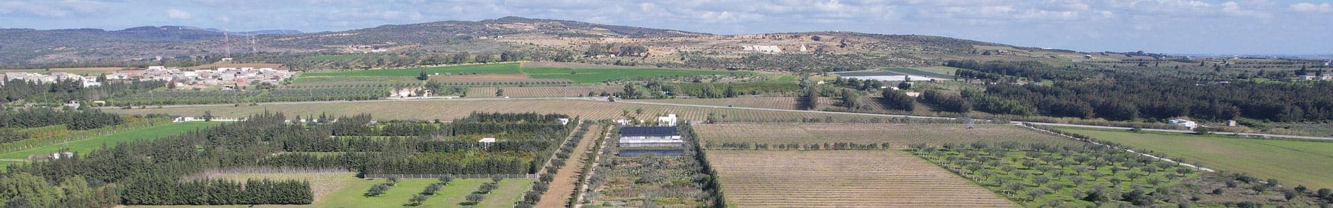 Plantes extérieures Tunisie pour jardins et villas