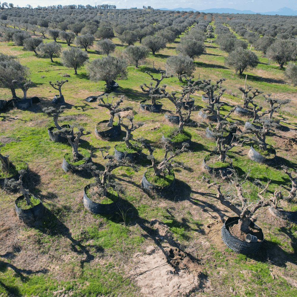 Vidéo Pépinière El Baraka