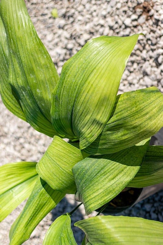 Aspidistra elatior
