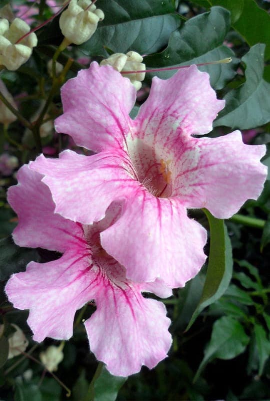 Bignonia contessa ‘Sara’