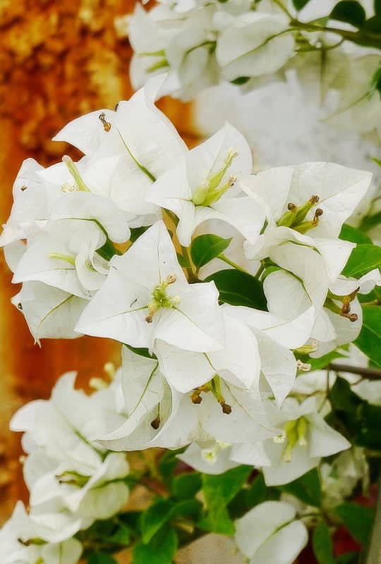 Bougainvillea spectabilis mix
