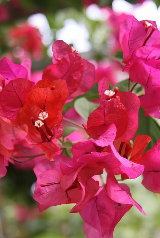 Bougainvillea spectabilis mix