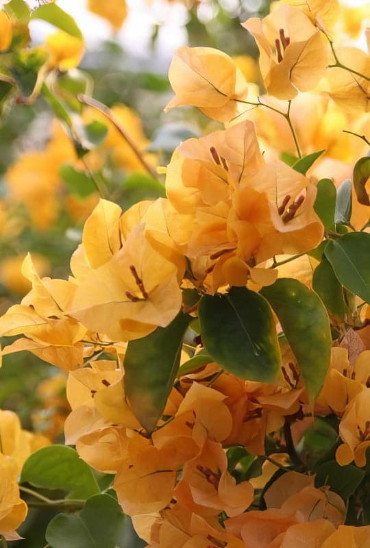 Bougainvillea spectabilis mix