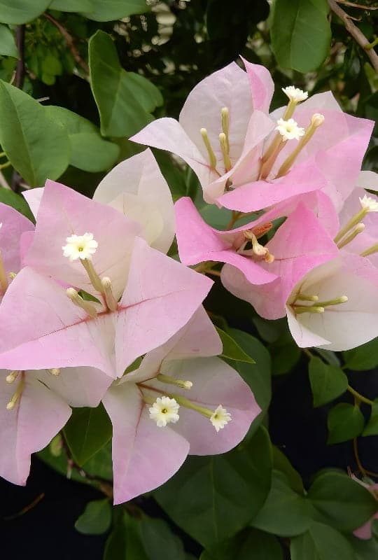 Bougainvillea spectabilis mix