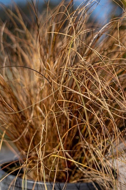 Carex Testacea